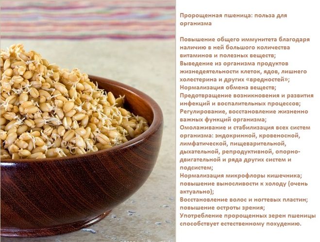 Польза пророщенной пшеницы Польза пшеницы
