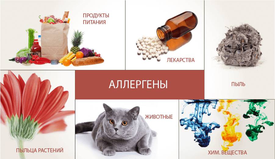 Основные аллергены Причины аллергии