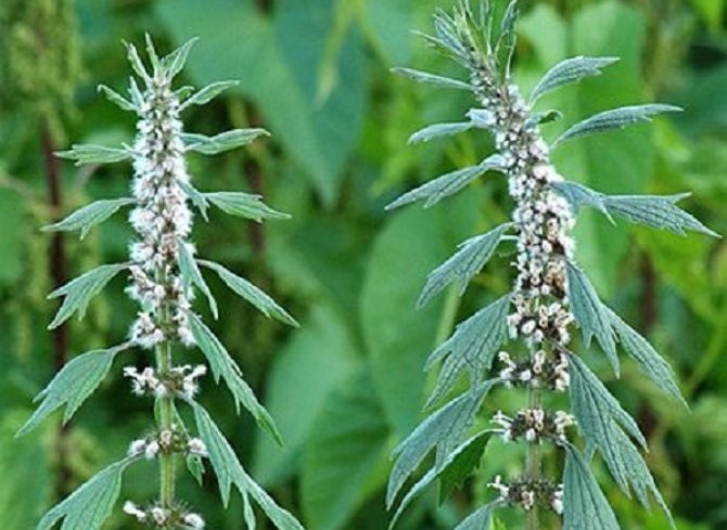 Лечение травой пустырника