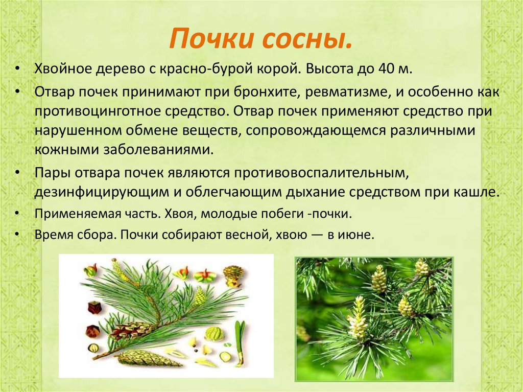 Сила почек сосны Сила почек