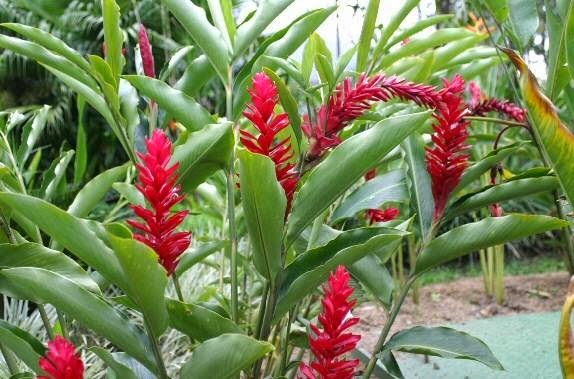 Свойства имбиря Свойства имбиря