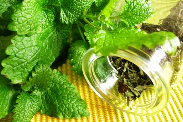 Лечебные свойства мелиссы