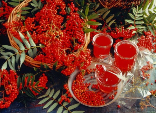 Полезные свойства ягод рябины Полезные свойства ягод рябины