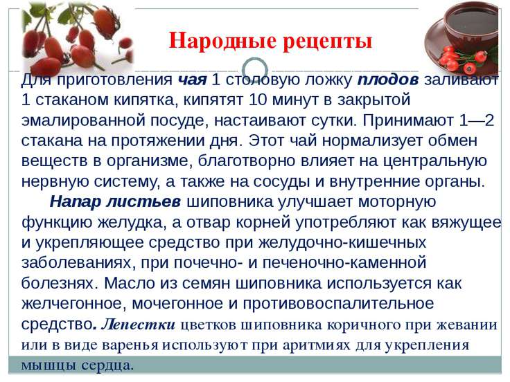 Лечение шиповником Свойства шиповника