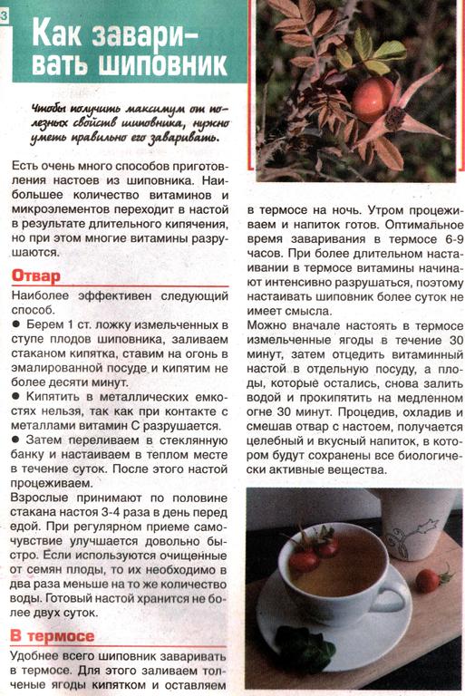 как заварить шиповник? Свойства шиповника