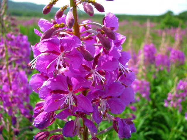 Трава иван-чай полезные свойства