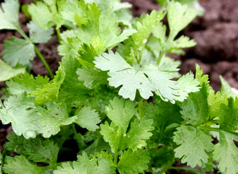 Трава кориандр Трава кориандр