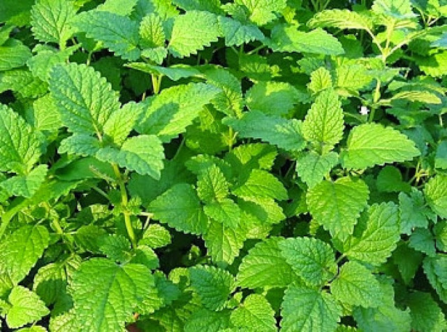 Трава мелисса Трава мелисса