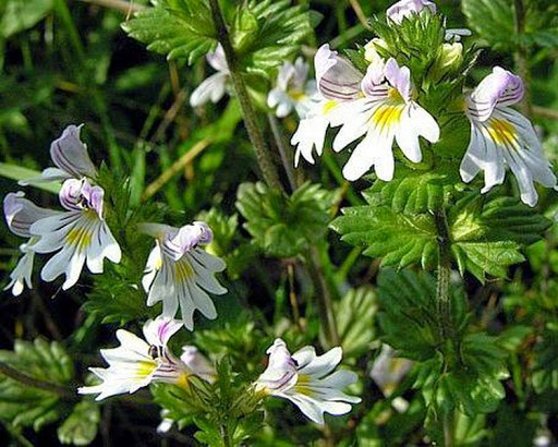 Очанка для лечения глаз Очанка для лечения глаз