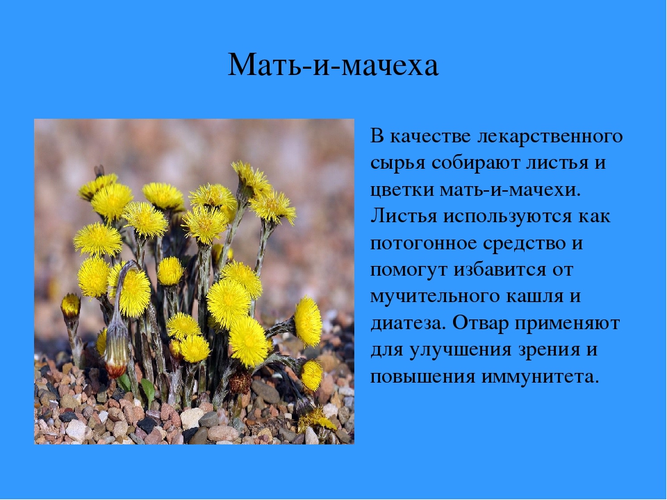 Трава мать-и-мачеха для глаз Травы для глаз