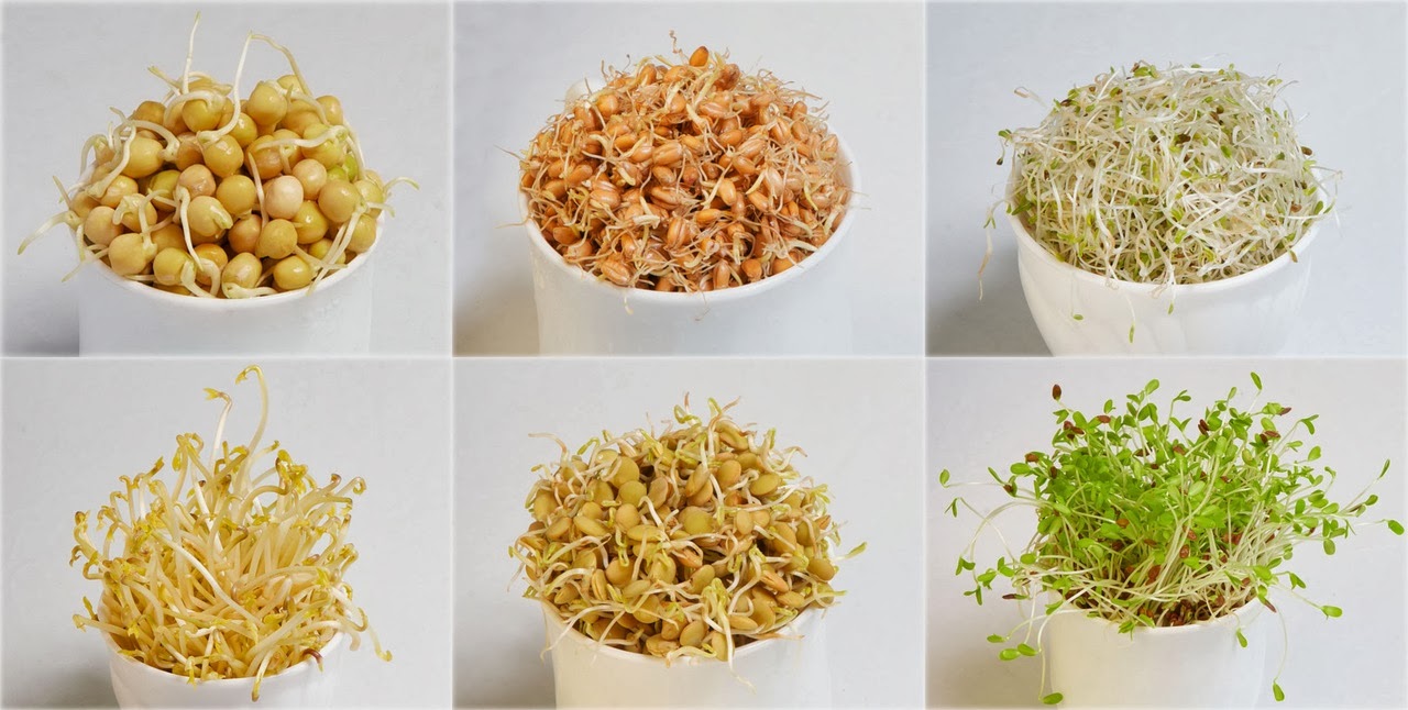 Пророщенные зерновые для глаз Травы для глаз