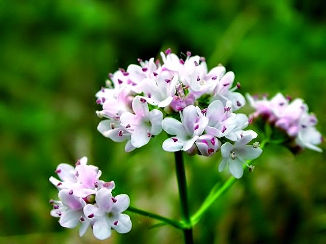 Лечение вегето сосудистой дистонии валерианой Лечение вегето сосудистой дистонии валерианой