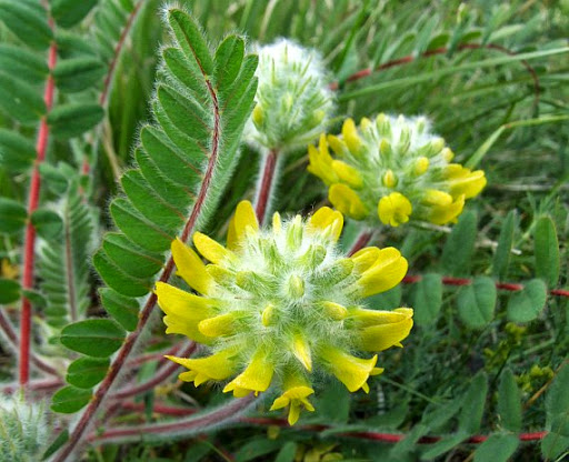 Лечение вегето сосудистой дистонии астрагалом Лечение вегето сосудистой дистонии астрагалом