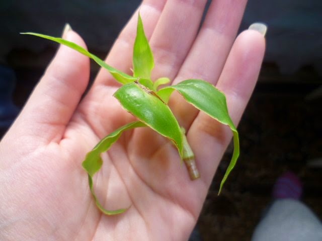 Полезные свойства золотого уса Полезные свойства золотого уса