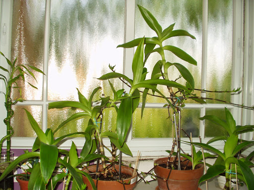 Лечебные свойства золотого уса Лечебные свойства золотого уса