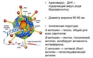 аденовирусная инфекция