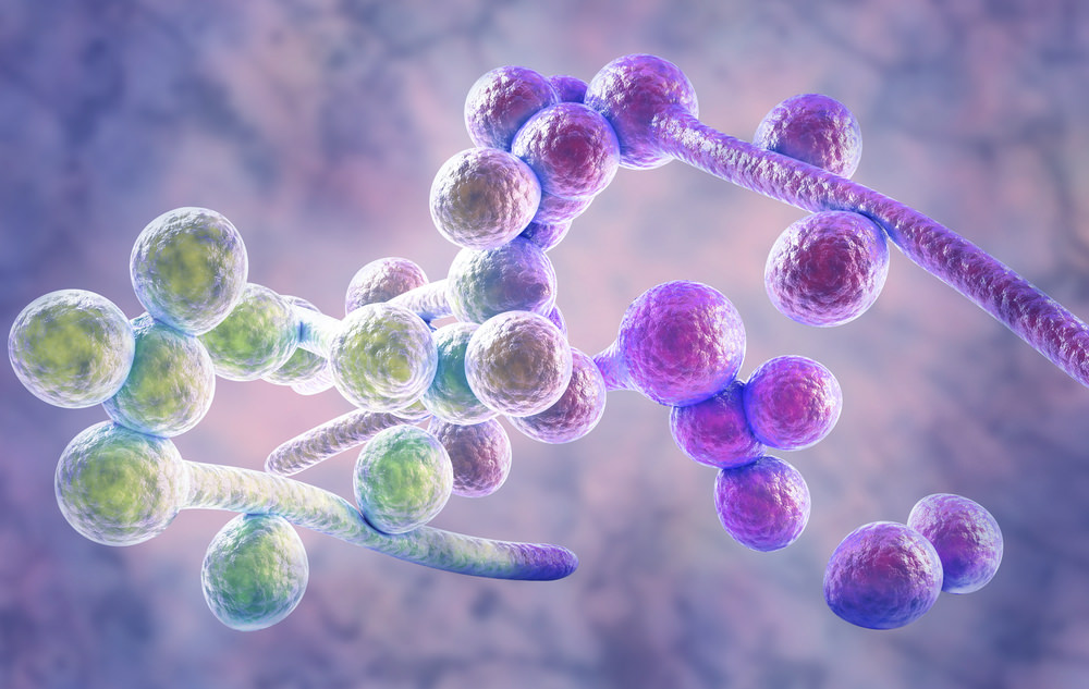 Candida albicans Candida albicans