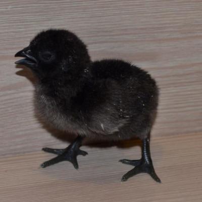 Цыплята – маленькие и подросшие, живые и мертвые. К чему они снятся и что предвещают?