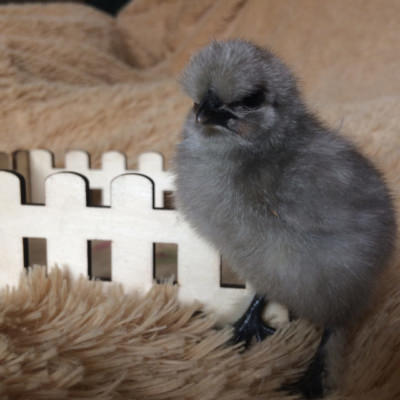 Цыплята – маленькие и подросшие, живые и мертвые. К чему они снятся и что предвещают?