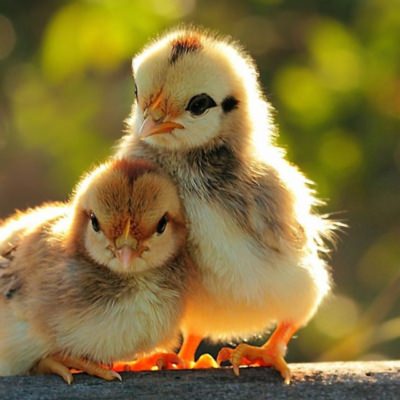 Цыплята – маленькие и подросшие, живые и мертвые. К чему они снятся и что предвещают?