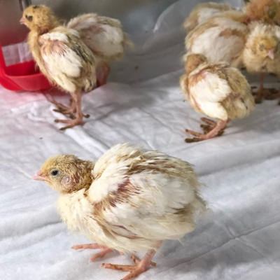 Цыплята – маленькие и подросшие, живые и мертвые. К чему они снятся и что предвещают?