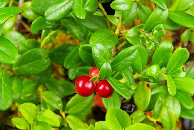 Ягоды и лист брусники — полезные лечебные свойства и противопоказания