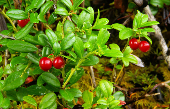 Ягоды и лист брусники — полезные лечебные свойства и противопоказания