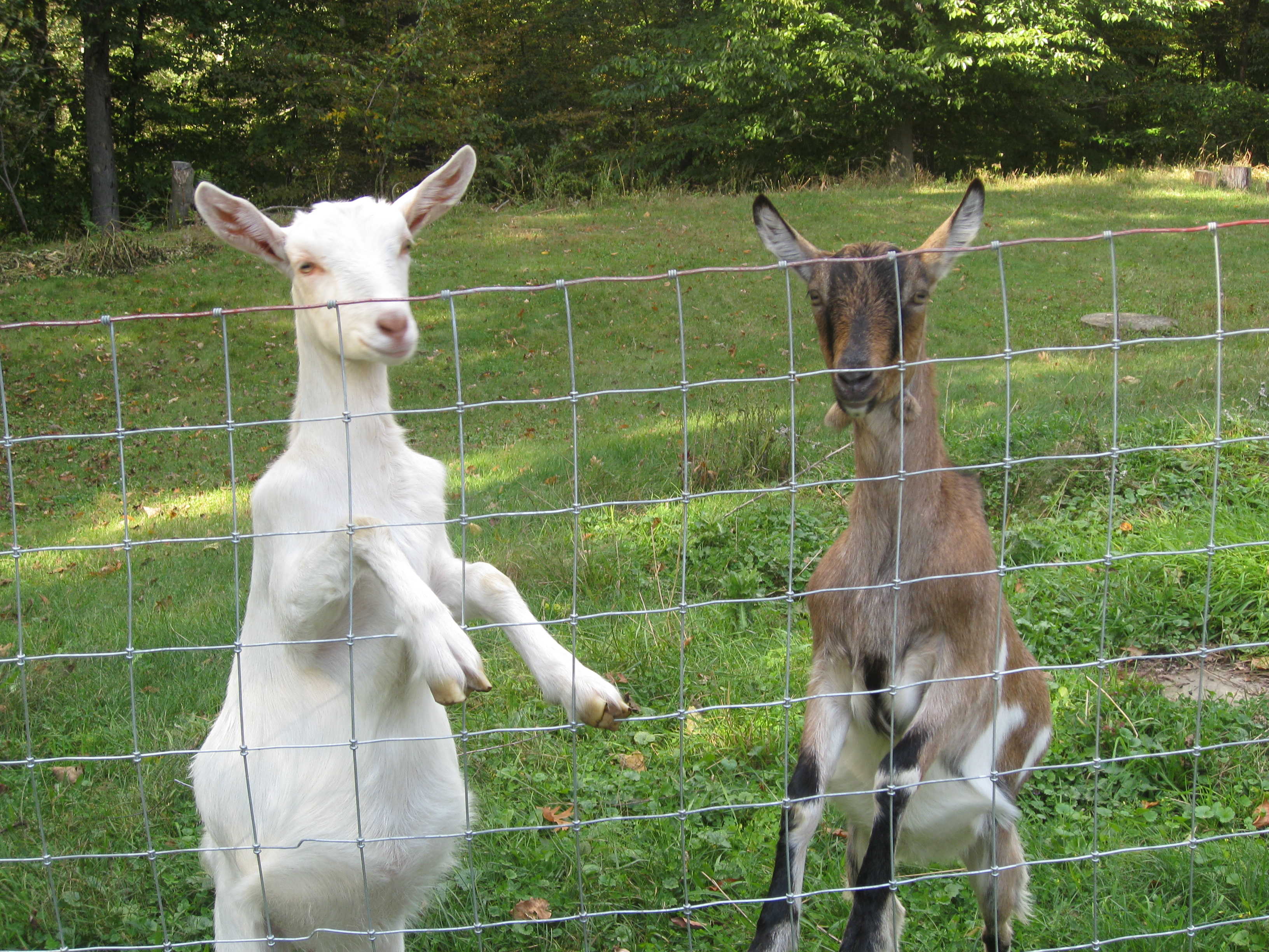 Козье молоко лечит множество заболеваний Козье молоко лечит множество заболеваний