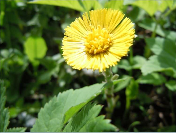 Мать-и-мачеха - избавляет от кашля и снижает температуру Мать-и-мачеха - избавляет от кашля и снижает температуру