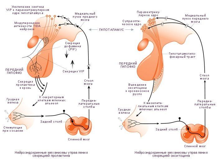 Механизм выделения грудного молока. Механизм выделения грудного молока.