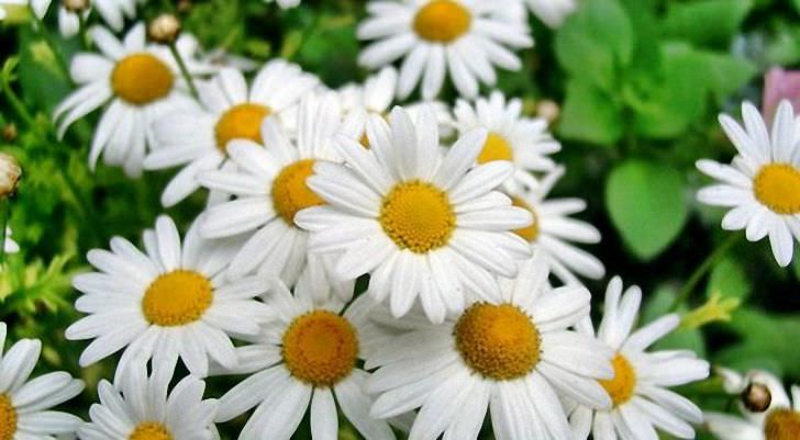 Ребенку 5 месяцев – кашель, чем лечить, поможет ромашка. Ребенку 5 месяцев – кашель, чем лечить, поможет ромашка.