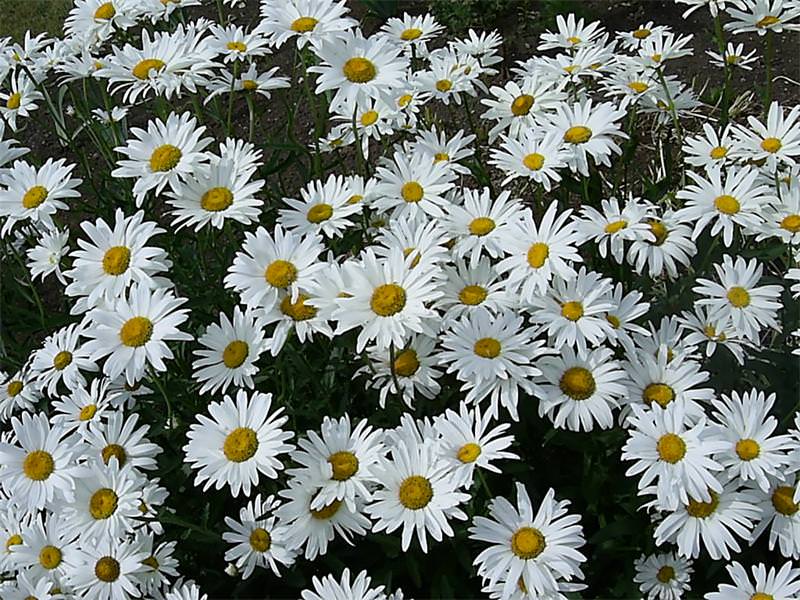 Ромашка подскажет, как облегчить ночной кашель у ребенка Ромашка подскажет, как облегчить ночной кашель у ребенка