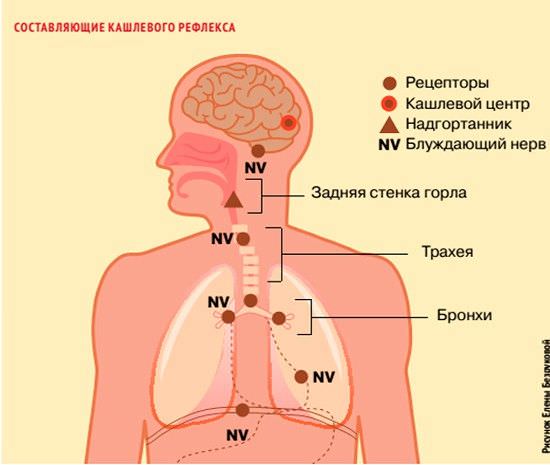 Схема рефлекторной регуляции дыхания. Схема рефлекторной регуляции дыхания.