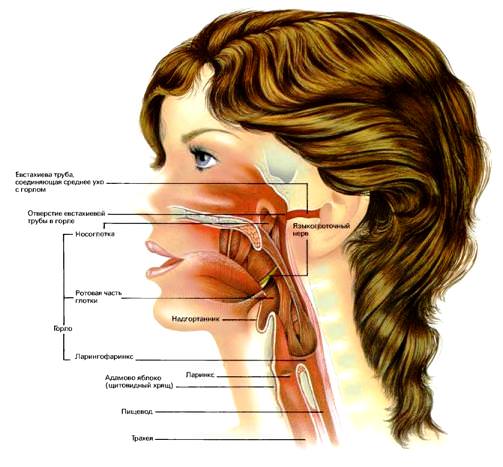 Строение носоглотки Строение носоглотки