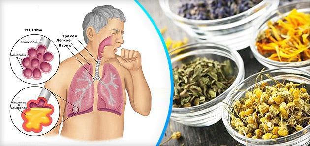 Травы при сухом кашле должны иметь отхаркивающий эффект Травы при сухом кашле должны иметь отхаркивающий эффект